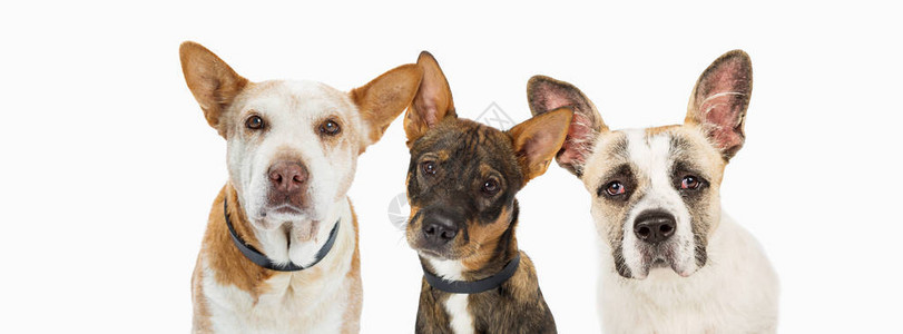 以网站横幅或社交媒体头版为标注进行收缩的三只搜救狗图片