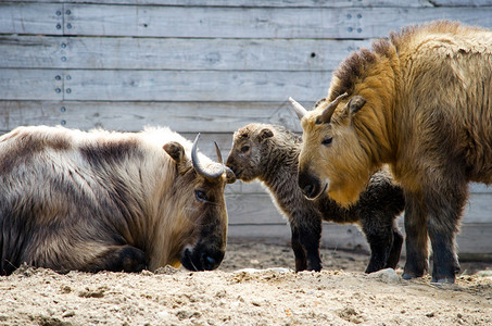 山羊和公牛家族的一头绵羊野牛塔金一家亲背景图片