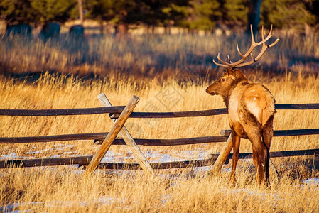 科罗拉多埃斯蒂公园的北美麋鹿图片