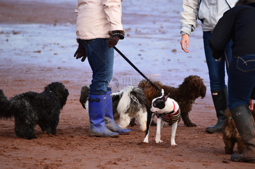 海滩上的狗和雨靴图片