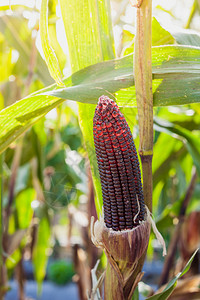 紫色的玉米在植物上和图片
