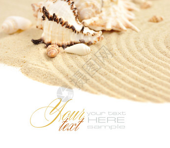 白色背景中沙子中的贝壳图片