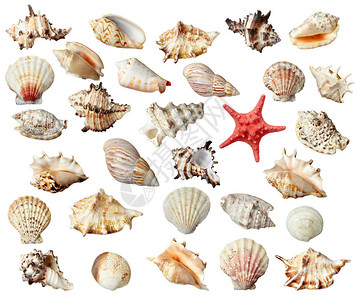 收集各种白色背景的贝壳每枚被分别图片