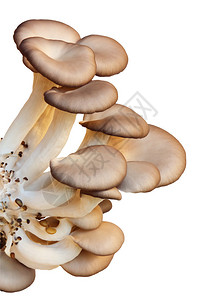 牡蛎蘑菇一帮新鲜种植的胸膜软骨孤图片