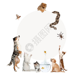 一群宠物围绕着一个灰色圆圈图片