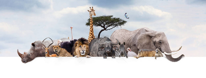 悬在白色水平网络横幅上或有云层背景的社交媒体头版上的非洲大群野兽图片