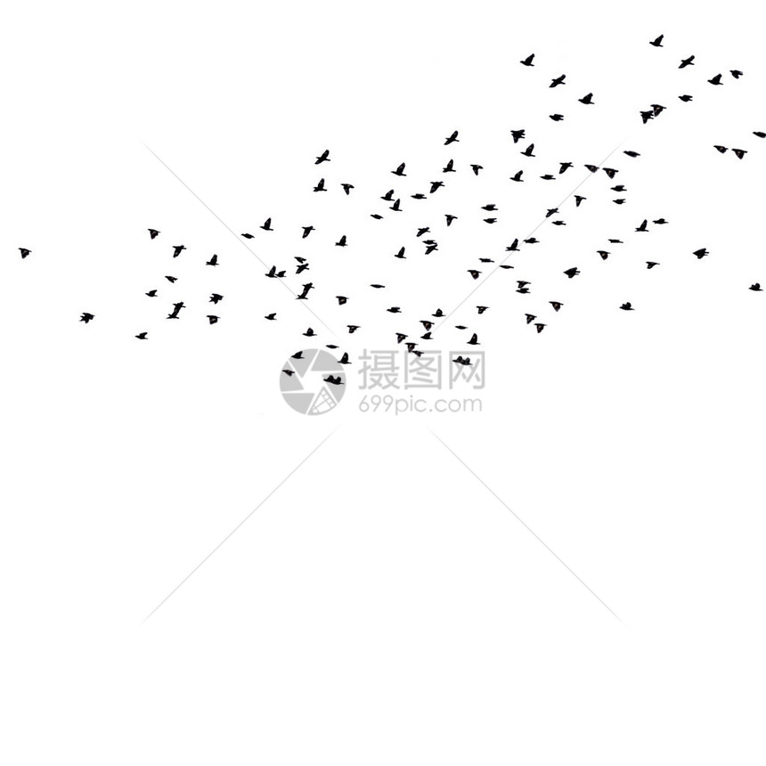 许多飞鸟在白色背图片