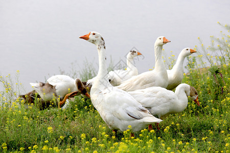 野花中草地上的鹅图片