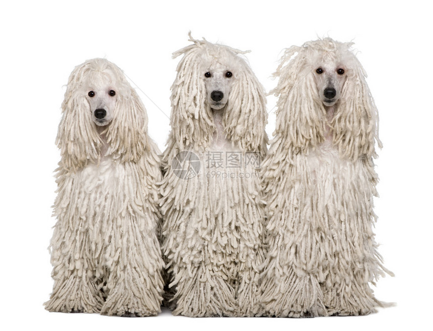 三只白色的白纸条标准狗坐在图片
