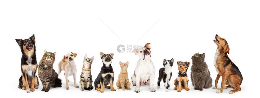一群猫和狗坐在一排仰望着空白图片
