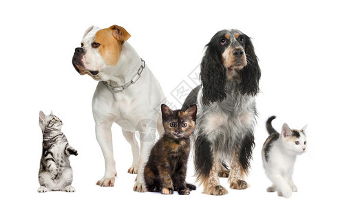 一群宠物前的狗和猫背景图片