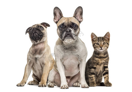 一群狗和猫坐着背景图片