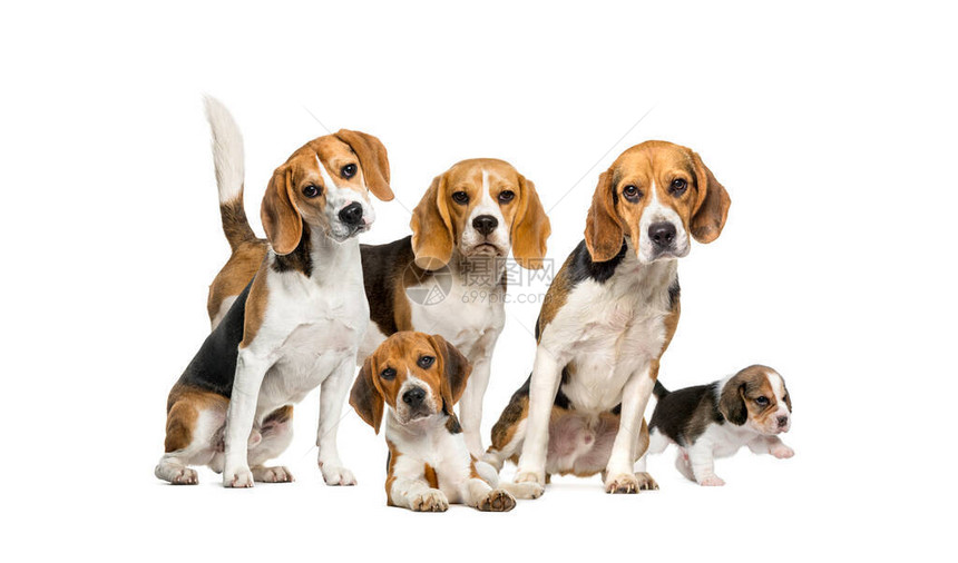 Beagles狗群在白色背景图片