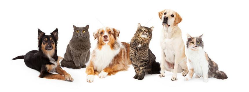 一排不同品种的狗和猫图片