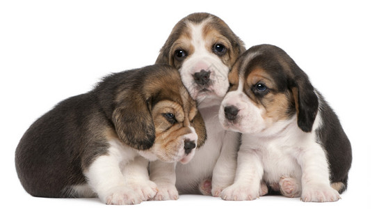 Beagle小狗群4周大在图片