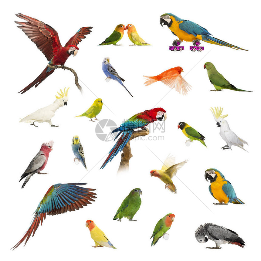 大量鸟类宠物和异国鸟群位置不同孤立图片