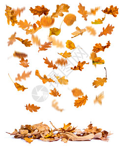 橡木秋叶落在地上白色背景图片