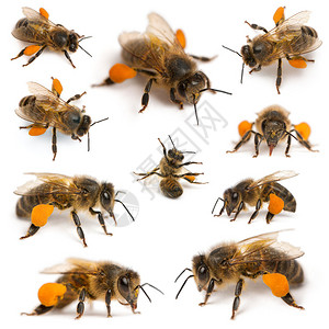 西蜜蜂或欧洲蜜蜂的构成图片