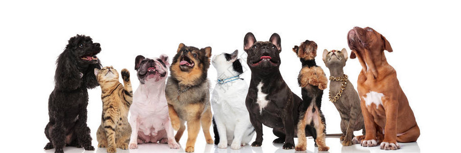 由九只宠物组成的好奇队在白背景上站着坐背景图片