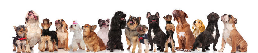 一群可爱的可爱狗群由不同品种的好奇狗组成站着坐着和躺图片