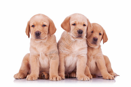 三只拉布多检索犬小狗坐在白色背景的摄像图片