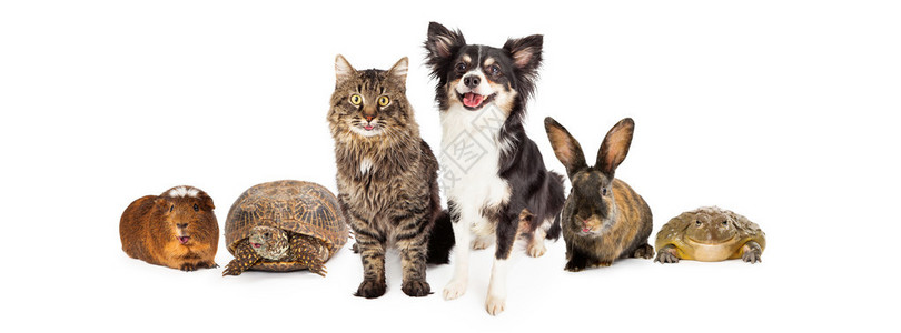 与白色背景隔离的快乐表达式共同家庭宠物群落图片