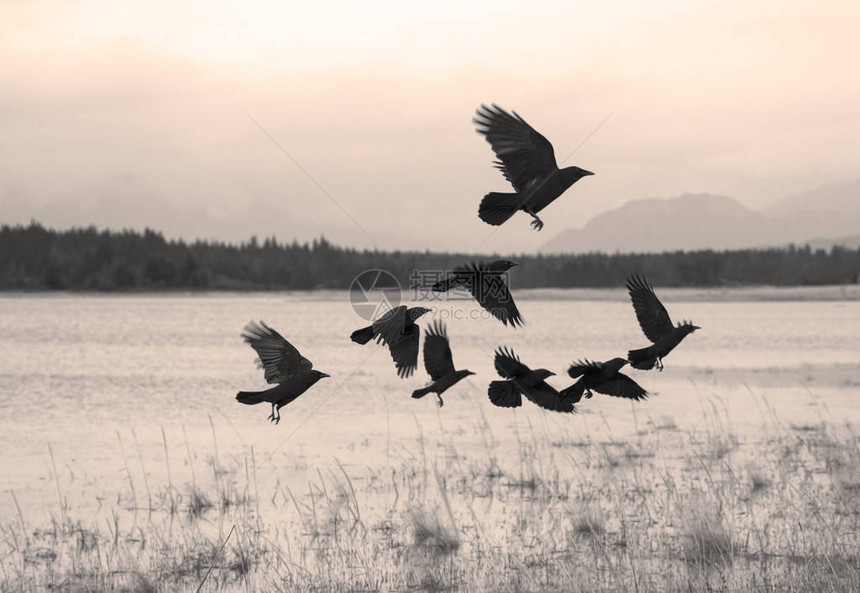 一群乌鸦飞过东阿拉斯加的一图片