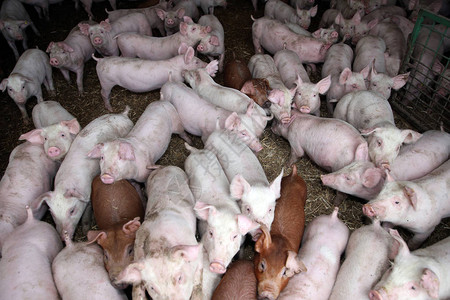 在动物农场村场景中从上方拍摄的粉红色小猪照片图片
