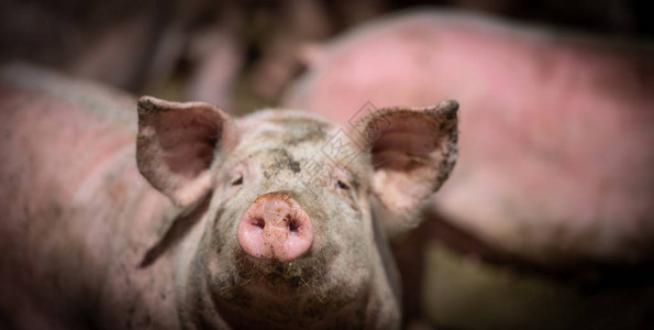 家养猪法国村庄农场的猪图片