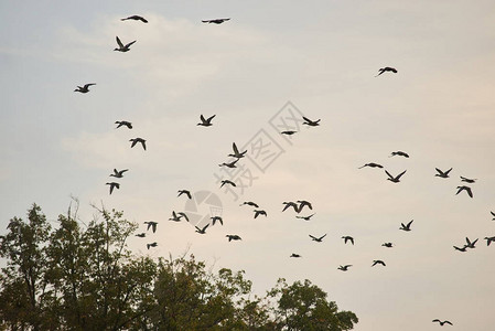 鸟儿在傍晚的天空中成群结队图片