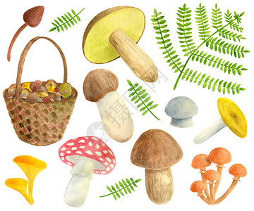 水彩蘑菇插图图片