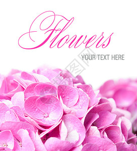花原背景花朵和花瓣粉图片