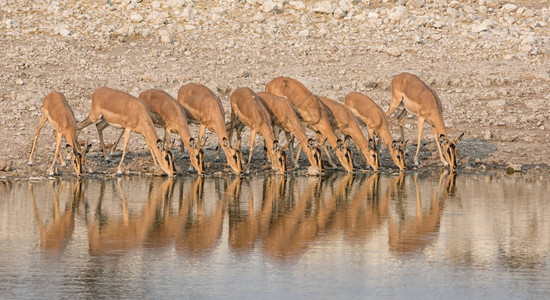 在纳米比亚大草原的一个水洞里饮用的图片
