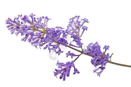 白色背景上孤立的淡紫色花朵背景图片