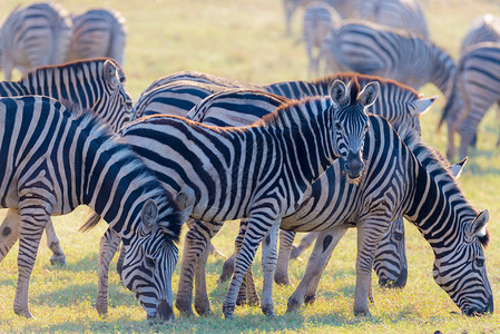 一群斑马在灌木丛中吃草发光温暖的日落光非洲公园和野生动物保护区图片