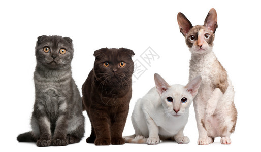 一群猫坐在白色背景前图片
