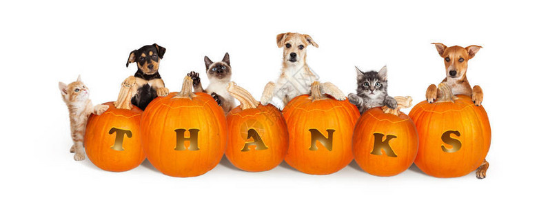 感恩节过道的可爱猫狗小排成一排用谢这个字背景图片