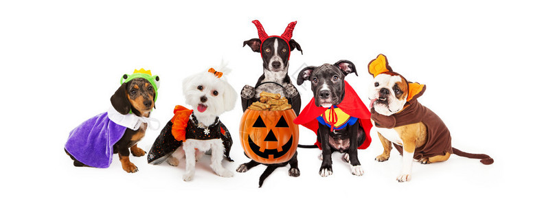 五只小丑狗穿着万圣节服背景图片