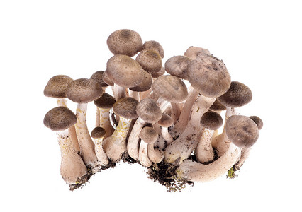棕蘑菇Shimeji蘑菇白底孤图片