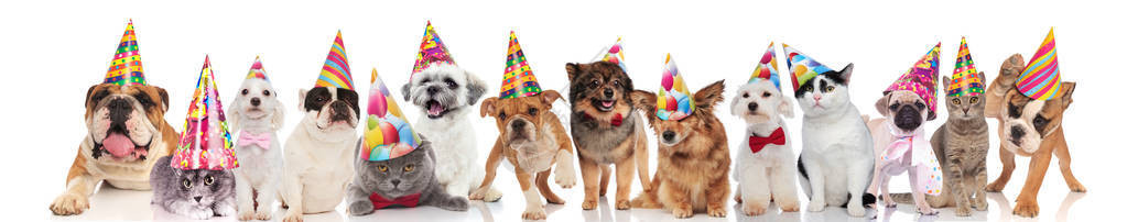一群可爱的猫和狗队带着彩色帽子准备参加生日派对而站着图片