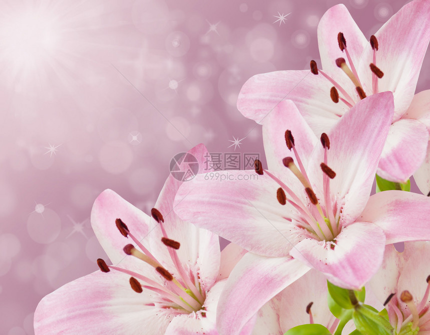 粉红色的百合花背景图片