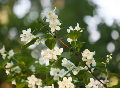 樱桃树枝上的白花图片