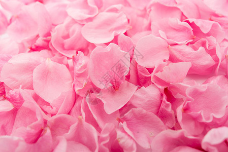 粉红色的玫瑰花瓣背景图片