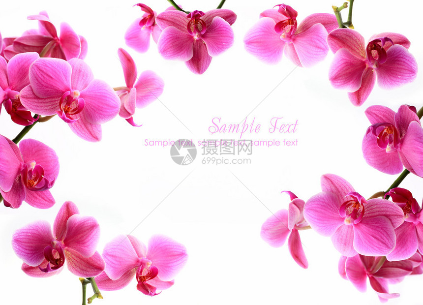 粉红兰花与复制空间隔图片