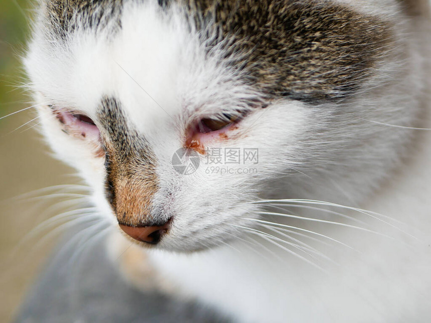 生病的猫眼猫黑白着色猫的眼睛很痛被遗弃和生图片