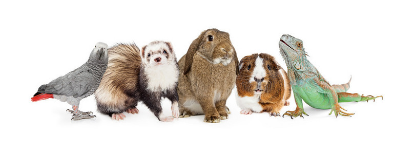 一排五只常见的小型家养宠物坐在白鸟雪貂兔子豚鼠图片