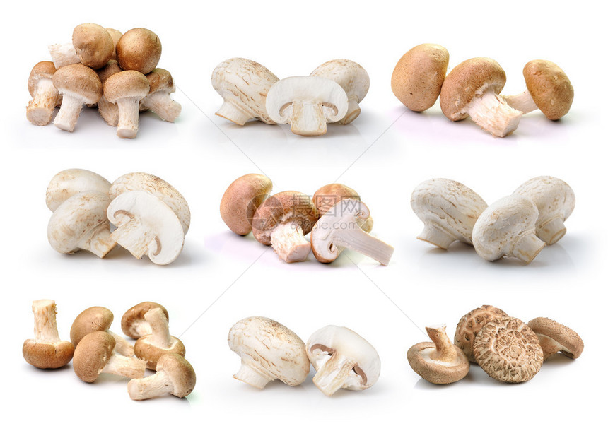 白色背景中分离的香菇和香菇图片
