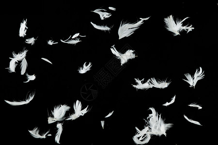 一群白鸟羽毛在黑色背图片