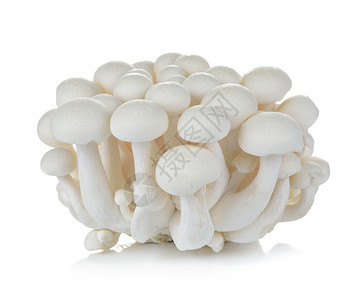 白山毛榉蘑菇石梅吉蘑菇白色中分背景
