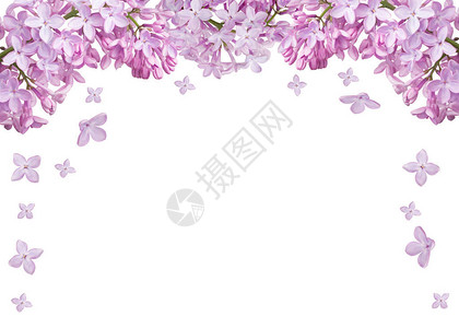 淡紫色花半框隔离在白色背景上背景图片